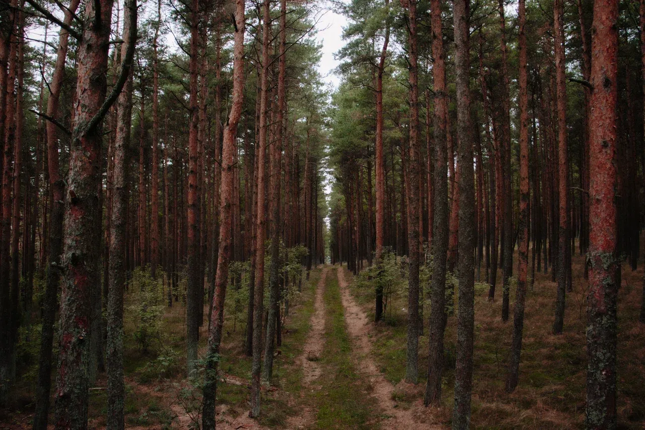 Королевский бор